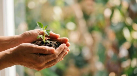 Mains tenant délicatement une plante verte symbolisant le bien-être et la croissance personnelle dans un environnement lumineux et apaisant